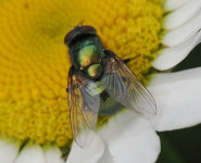 Lucilia-sp